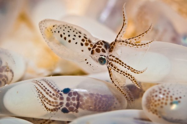 Kraken 12at